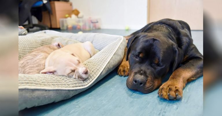 Perro ciego rescatado se convierte en el padre adoptivo de cachorros abandonados