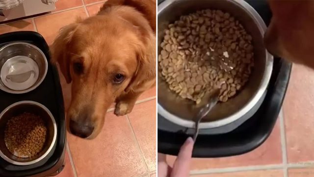 Perro no come su comida
