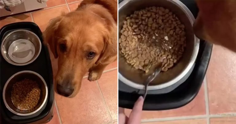 Este perro no come su comida a menos que esté ‘preparada’ primero