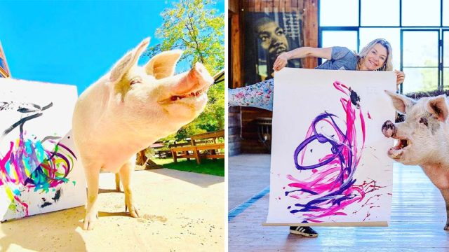 Pigcasso, el cerdito artístico cuyo cuadro se vendió por unos 20.000 euros