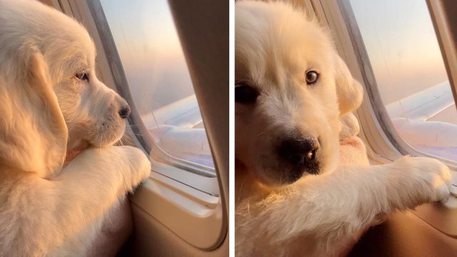 Adorable cachorro disfruta de su primer vuelo en avión, e incluso consigue un asiento junto a la ventana