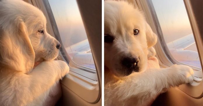 Adorable cachorro disfruta de su primer vuelo en avión, e incluso consigue un asiento junto a la ventana