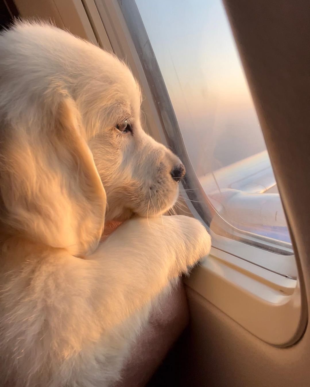 Adorable cachorro disfruta de su primer vuelo en avión