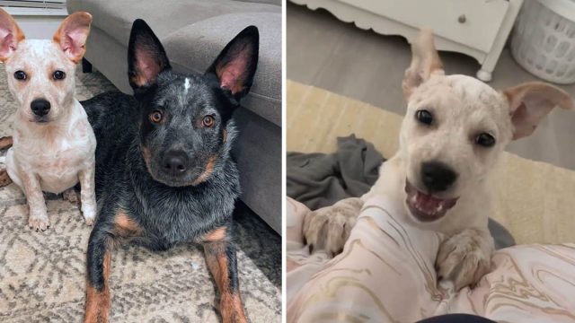Cachorra sorda inventa propia forma ladrar