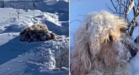 Chicos ven una bola de pelos en la nieve y saben que deben ver de qué se trata