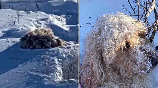 Chicos ven bola de pelos en la nieve