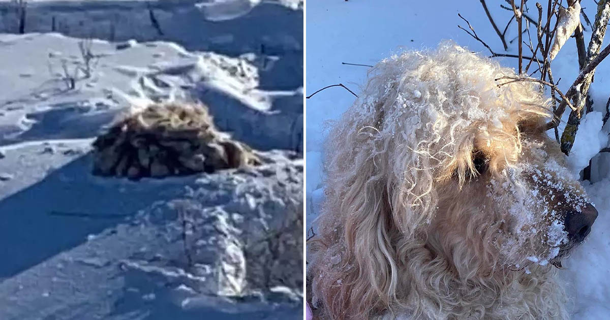 Chicos ven bola de pelos en la nieve