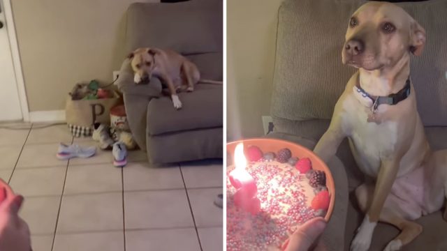 Dulce perrita muy emocionada recordaran cumpleaños