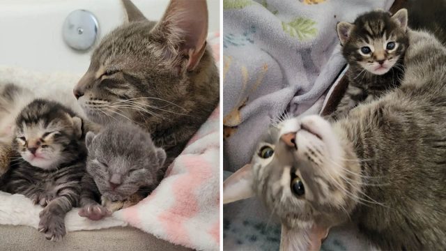 Gata se acerca a la familia que eligió y les pide que ayuden a sus gatitos nacidos en su jardín