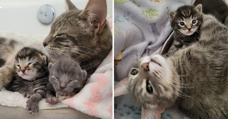 Gata se acerca a la familia que eligió y les pide que ayuden a sus gatitos nacidos en su jardín