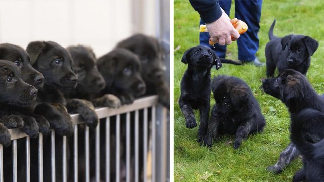 Grupo de perros guía da la bienvenida a su camada más grande