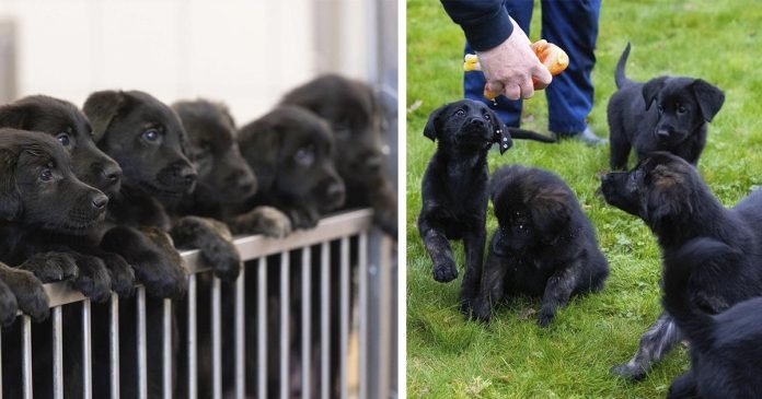 Grupo de perros guía da la bienvenida a su camada más grande