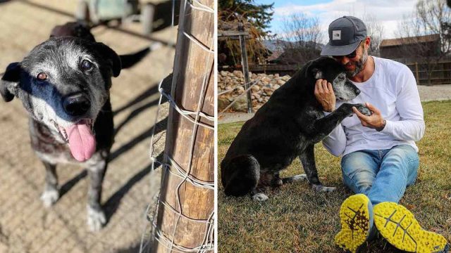 Hombre adopta a un perro de 16 años y se asegura de que sus últimos días sean los mejores