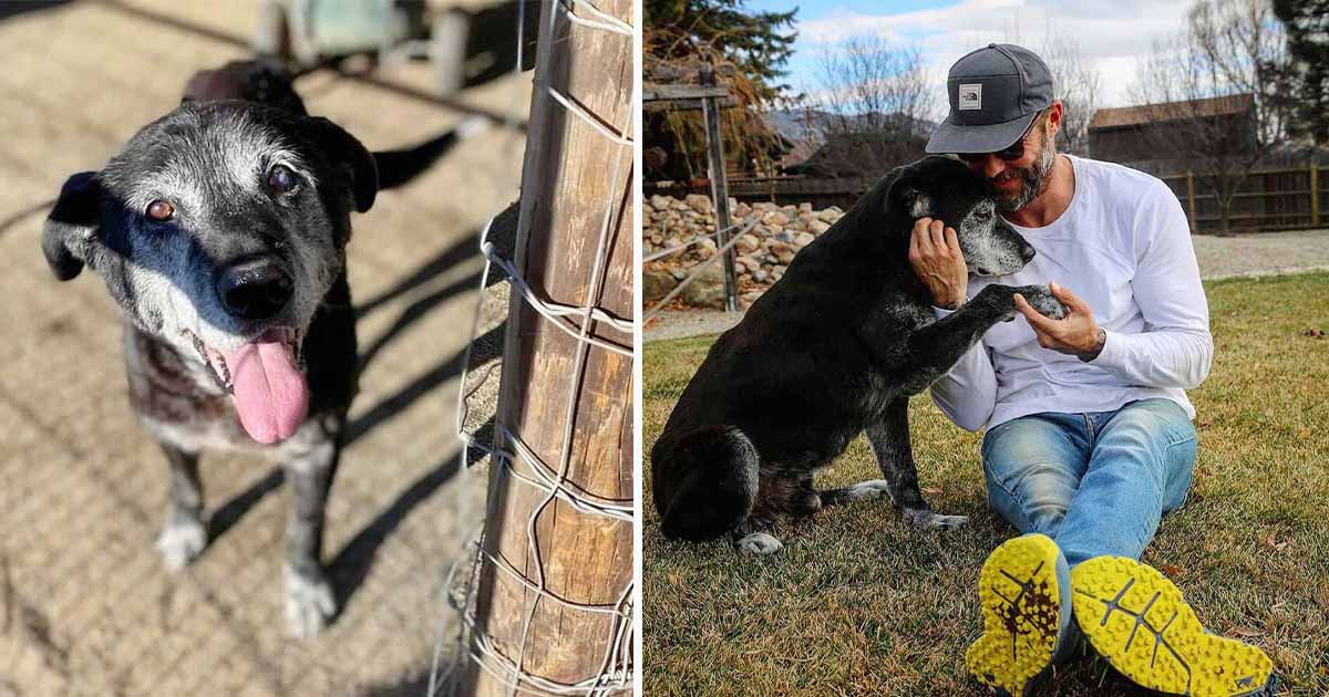 Hombre adopta a un perro de 16 años y se asegura de que sus últimos días sean los mejores