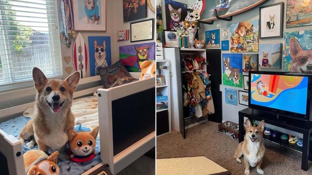 Mujer ama tanto a los corgis