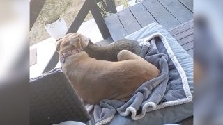 Mujer atrapa perro mayor acurrucado gato sin hogar porche