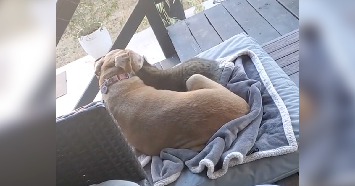 Mujer atrapa perro mayor acurrucado gato sin hogar porche