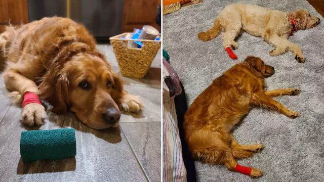 Perrita celosa finge una lesión