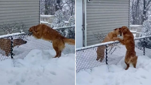 Perrita supera el miedo a la nieve