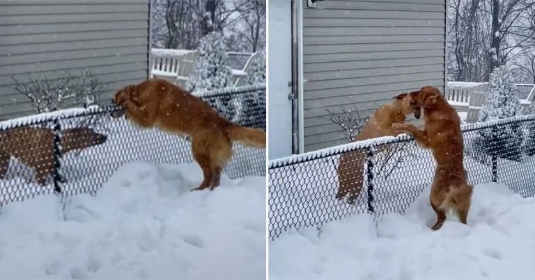Perrita supera el miedo a la nieve