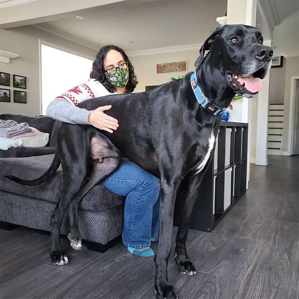giant great dane dog