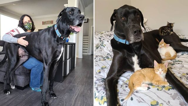 Perro gran danés se convierte en padre adoptivo