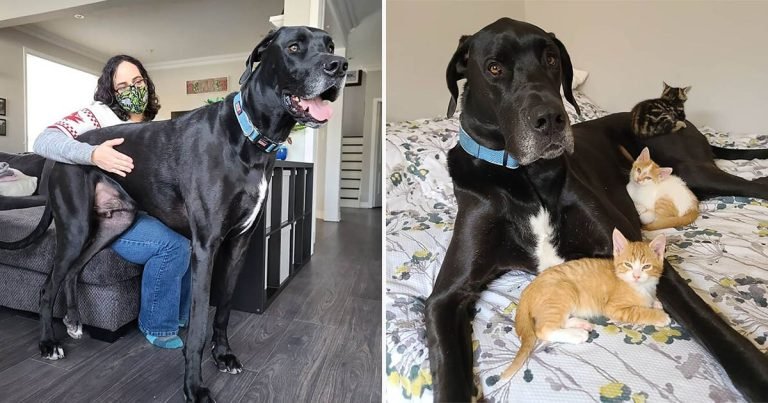 Perro gran danés se convierte en padre adoptivo