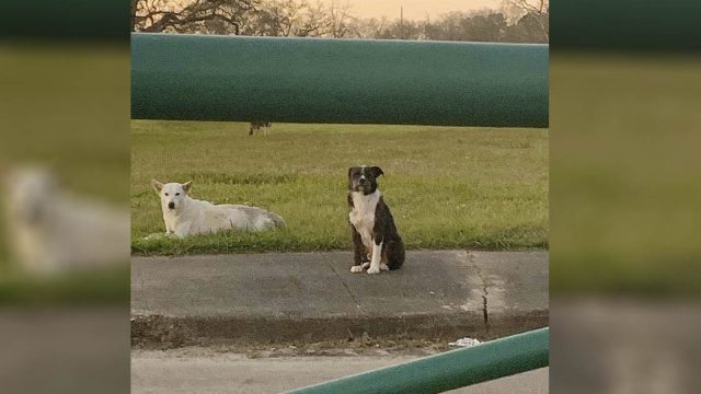 Perro sin hogar se niega a alejarse de su amigo herido hasta que sean rescatados juntos