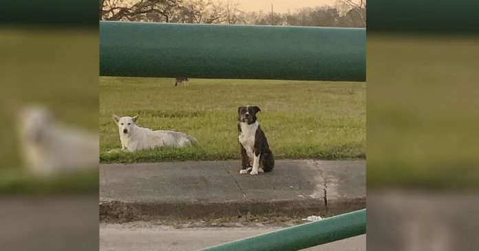 Perro sin hogar se niega a alejarse de su amigo herido hasta que sean rescatados juntos