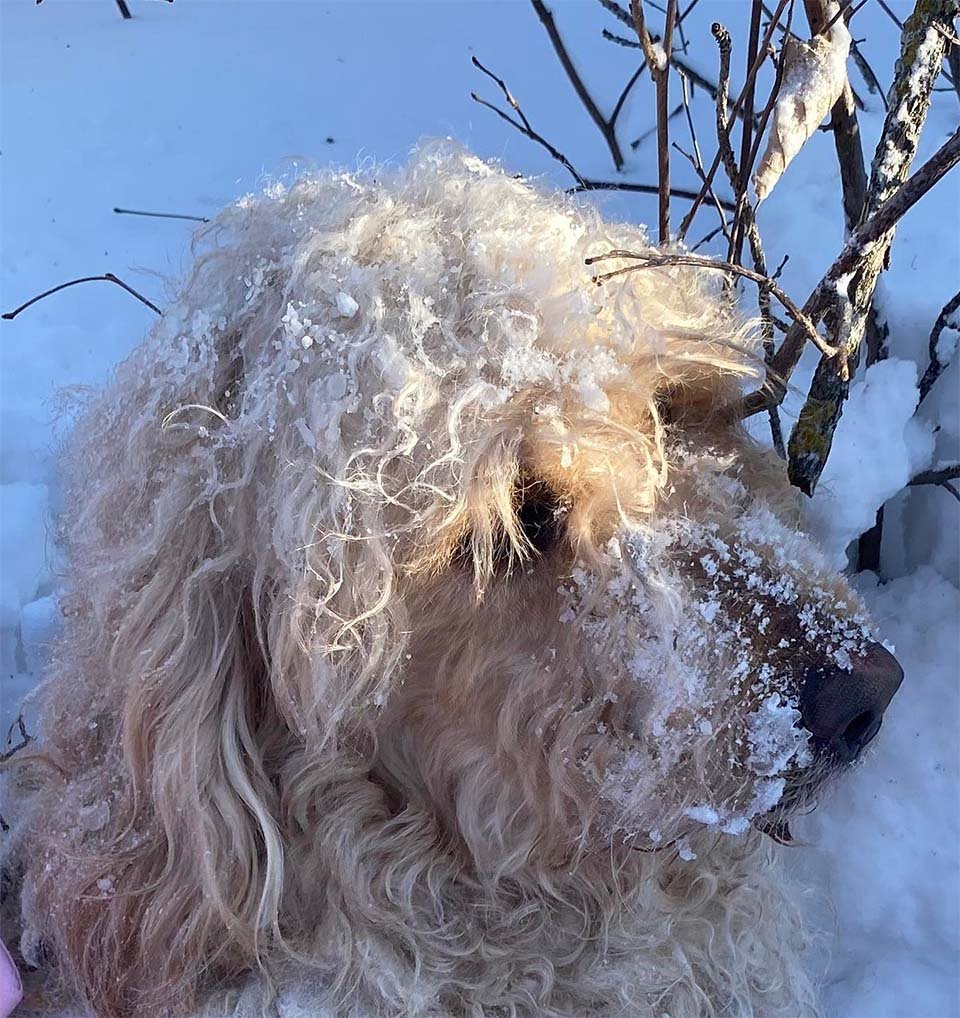 Riley en la nieve