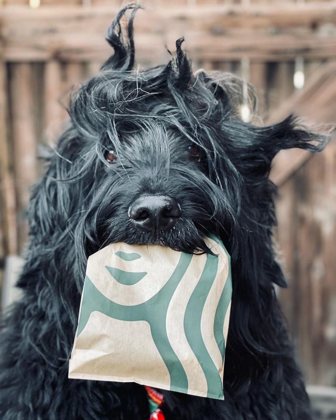 Adorable perro lleva una bolsa