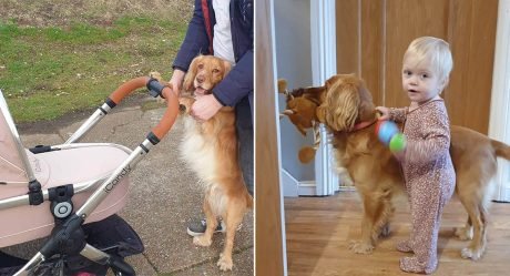 Cocker spaniel ayuda a su mejor amiga a dar sus primeros pasos