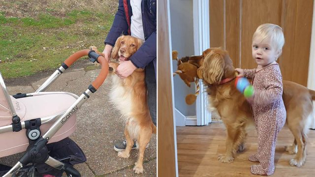 Cocker spaniel ayuda a su mejor amiga