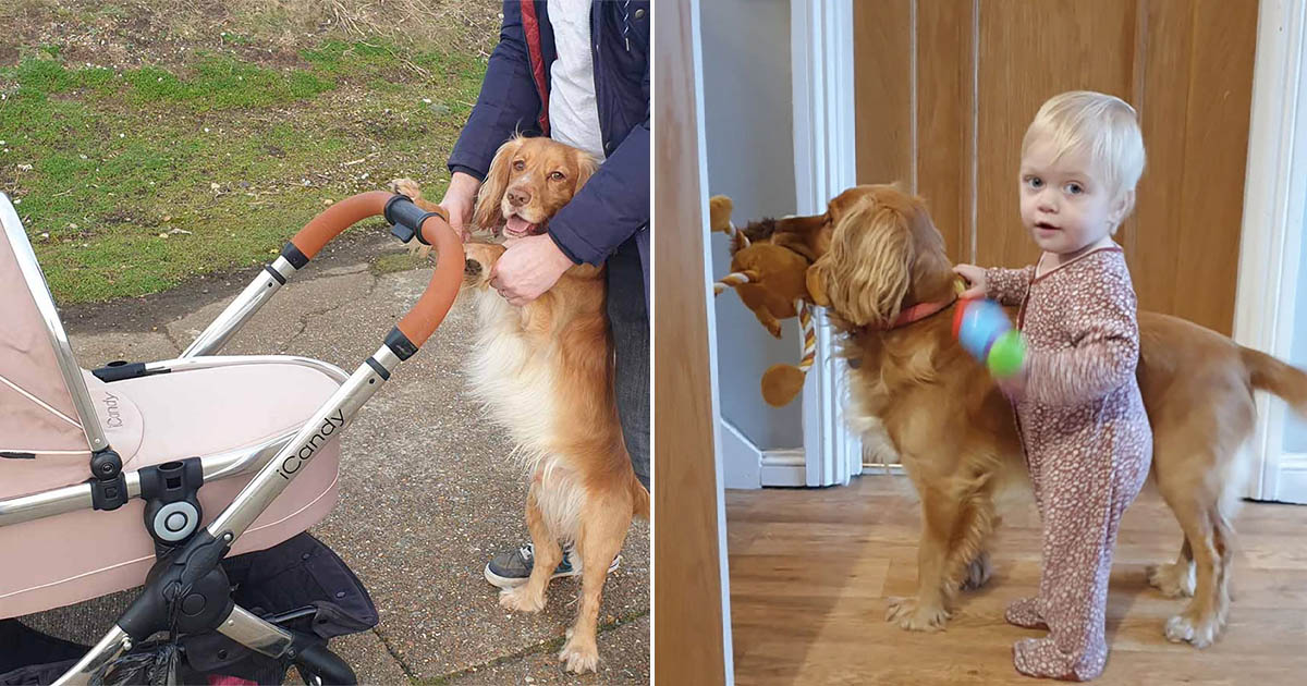 Cocker spaniel ayuda a su mejor amiga