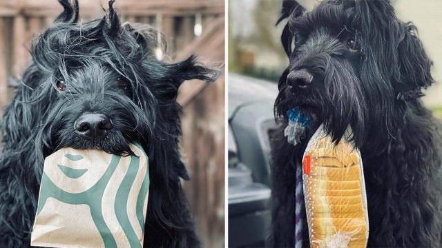 Este perro siempre lleva su amada bolsa de pan en sus paseos