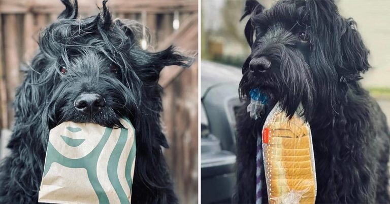 Este perro siempre lleva su amada bolsa de pan en sus paseos