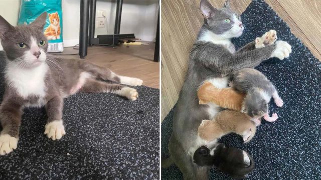 Gata amorosa acoge camada de gatitos