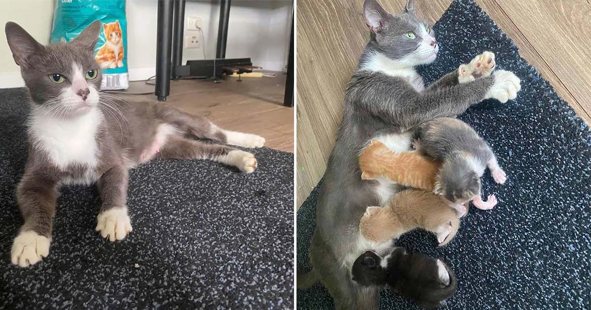Gata amorosa acoge camada de gatitos