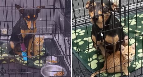 Gatita le hace compañía a una perrita que tenía miedo en el veterinario