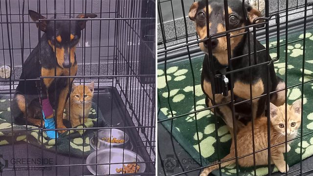 Gatita le hace compañía a una perrita