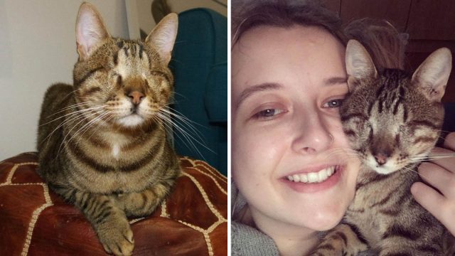 Gato ciego Grecia encuentra familia Londres