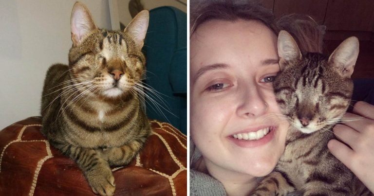 Gato ciego Grecia encuentra familia Londres