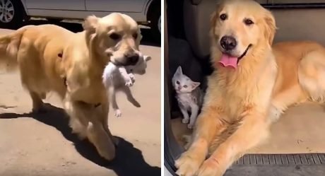 Golden retriever se topa con un gatito callejero, lo lleva a casa y lo adopta