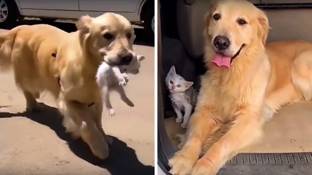 Golden retriever se topa con gatito callejero
