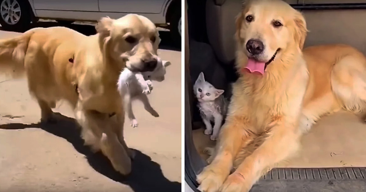 Golden retriever se topa con gatito callejero