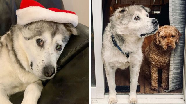 Hombre rescata husky mayor darle oportunidad