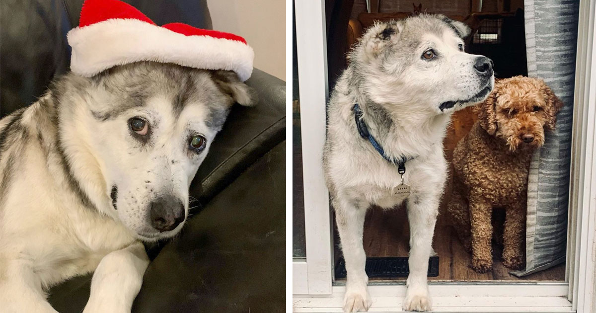 Hombre rescata husky mayor darle oportunidad
