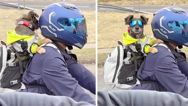 Motociclista es filmado llevando en la espalda a su perro con lentes