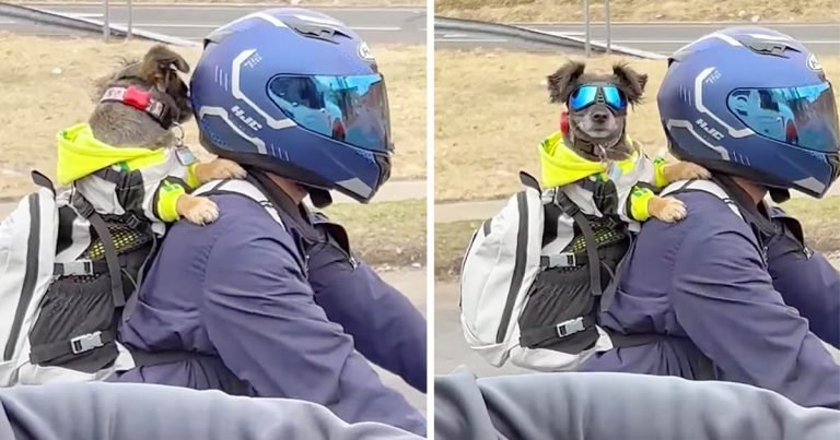 Motociclista es filmado llevando en la espalda a su perro con lentes