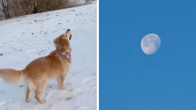 Mujer captura momento perrita ve luna primera vez